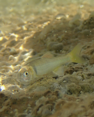 Cyprinella proserpina