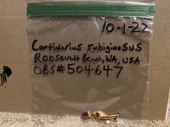 Cortinarius rubiginosus