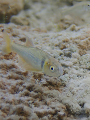 Cyprinella proserpina