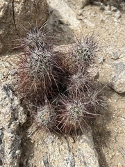 Echinocereus engelmannii engelmannii