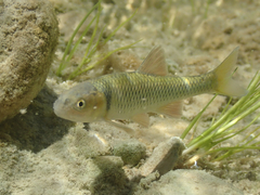 Cyprinella proserpina