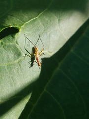 Micropeza stigmatica