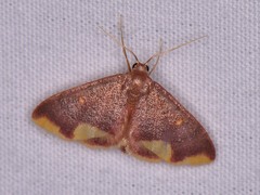 Lophosis labeculata