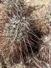 Echinocereus engelmannii engelmannii