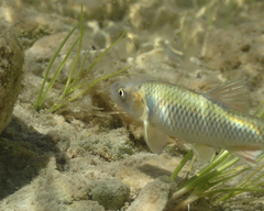 Cyprinella proserpina