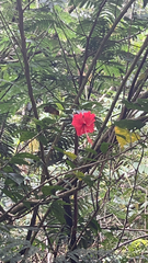 Hibiscus rosa-sinensis