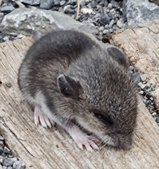 Peromyscus maniculatus