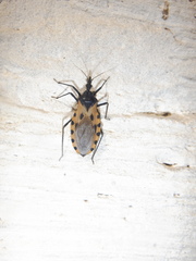 Triatoma dimidiata