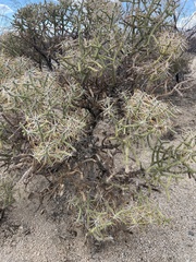 Cylindropuntia ramosissima