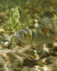 Cyprinella proserpina