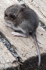 Peromyscus maniculatus