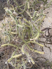 Cylindropuntia ramosissima
