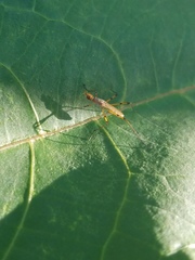 Micropeza stigmatica