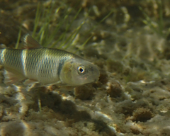 Cyprinella proserpina