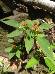 Macrocentrum fasciculatum