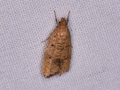 Psilocorsis quercicella