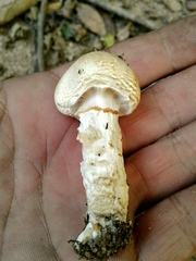 Lepiota ignivolvata