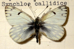 Pontia callidice