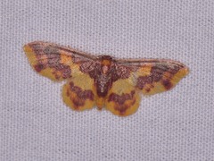 Lophosis labeculata