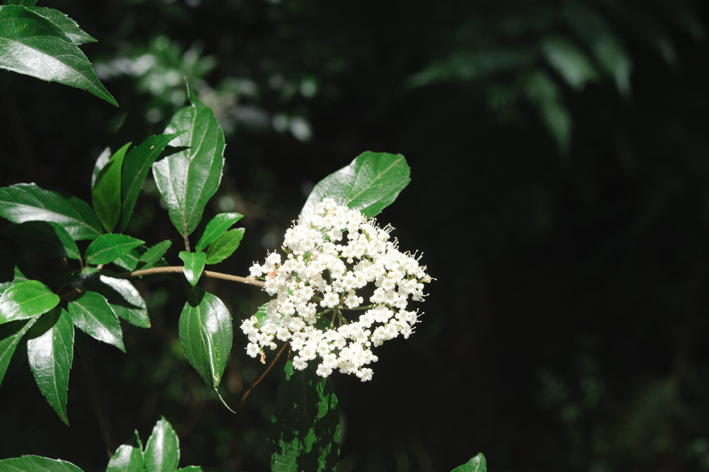 Viburnum foetidum (Viburnum foetidum)