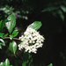 Viburnum foetidum - Photo (c) Cheng-Tao Lin, algunos derechos reservados (CC BY), subido por Cheng-Tao Lin