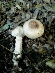 Lepiota ignivolvata