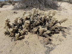Cylindropuntia chuckwallensis