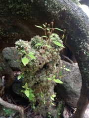 Macrocentrum fasciculatum