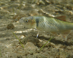 Cyprinella proserpina