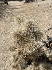 Cylindropuntia chuckwallensis