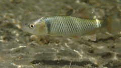 Cyprinella proserpina