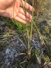Schizachyrium stoloniferum