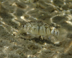 Cyprinodon variegatus