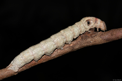 Madoryx oiclus