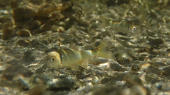 Cyprinella proserpina