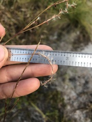 Schizachyrium stoloniferum