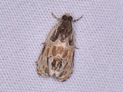 Olethreutes griseoalbana