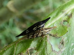 Polyglypta