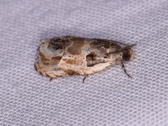 Olethreutes griseoalbana