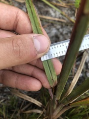 Schizachyrium stoloniferum