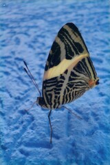 Colobura dirce