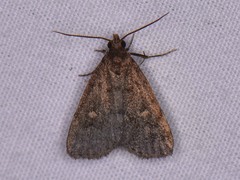 Idia diminuendis