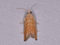 Eucosma floridana