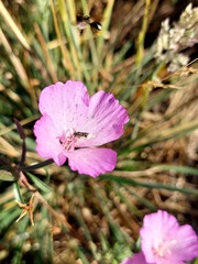 Clarkia gracilis