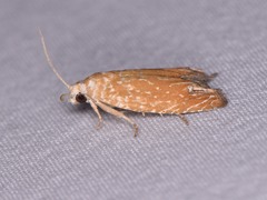 Eucosma floridana