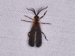 Leptoceletes basalis