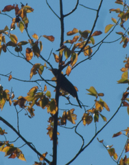 Turdus migratorius image