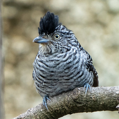 Thamnophilus doliatus