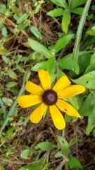 Rudbeckia hirta