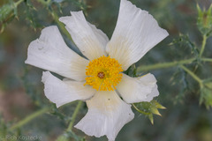 Argemone albiflora
